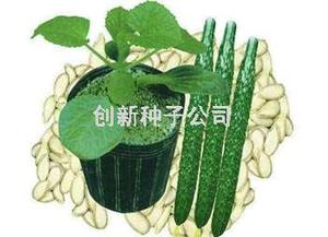优尔基木