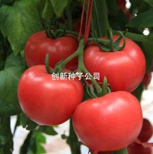 欧宝一号