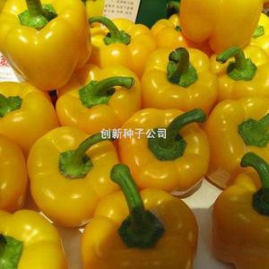 威尔丹